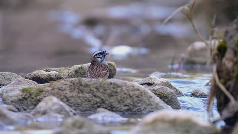 Rock-bunting-is-taking-a-birdbath-in-a-Water-Stream