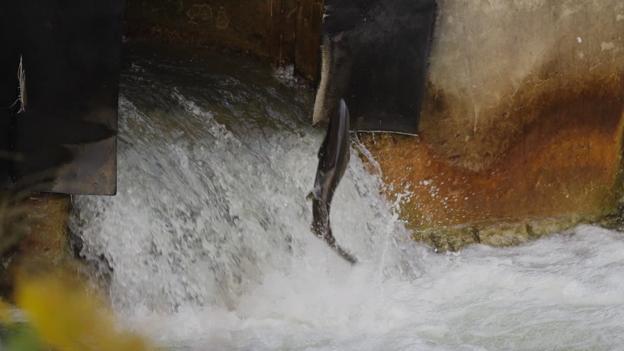 Slow-motion salmon jump in Ganaraska River, Ontario, thrilling nature scene