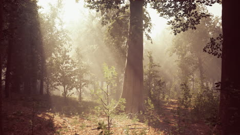 sunbeams through a misty forest