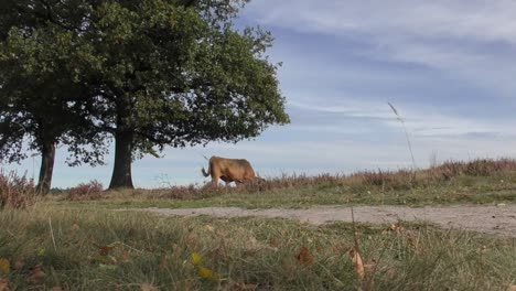 highland cattle wagging its tail while feeding on the grassland