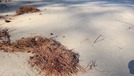 seaweed clumps shift position on a beach