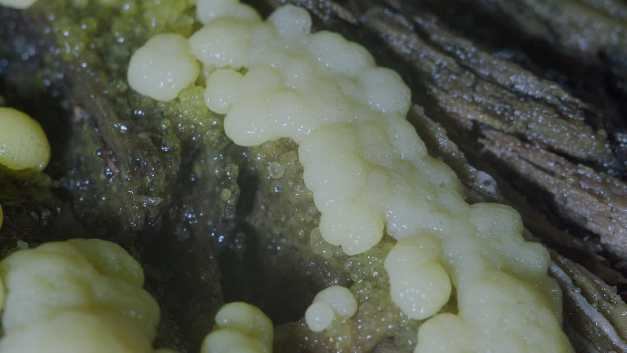 Slime mold Ceratiomyxa porioides plasmodium pulsation and transformation into fruiting body