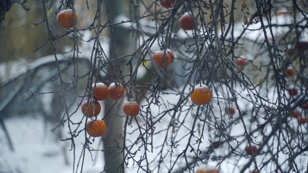 Light snow falling on the branches with red apples fruit still on tree with frost against white snowy background. Frozen apples in hoarfrost are hanging on a tree in the garden.