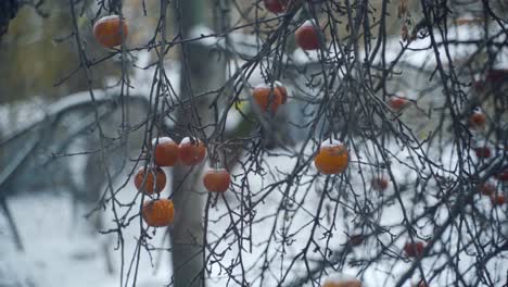 light snow falling on the branches with red apples fruit still on tree with frost against white snowy background. frozen apples in hoarfrost are hanging on a tree in the garden.