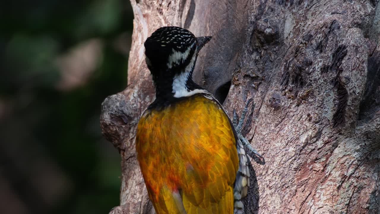 A close up of this bird feeding from a hole in the morning, Common Flameback Dinopium javanense, Female, Thailand