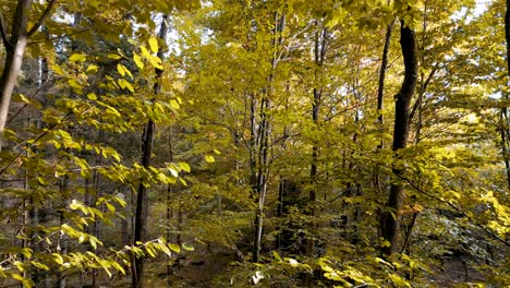 Drone-Aerea-Otoño-Bosque-Dorado-Colores-Hojas