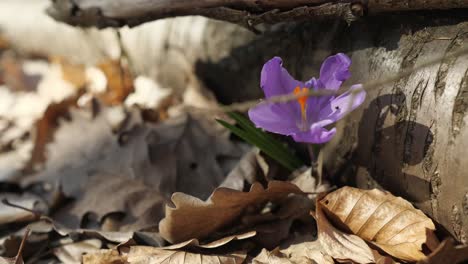 flor morada en el bosque de primavera