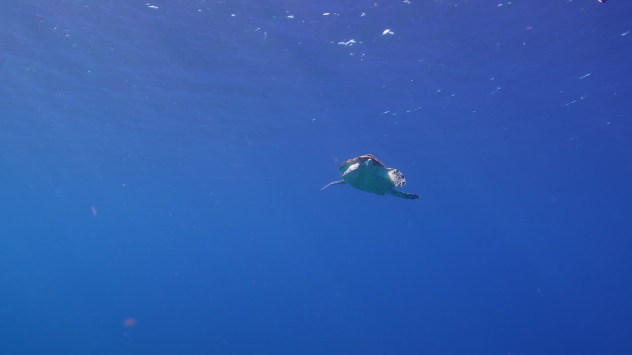 카리브 해의 산호초에 있는 호크스빌 바다거북, 쿠라카오 주변