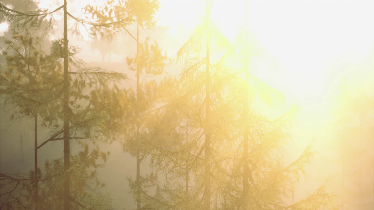 Warm sunlight filtering through tall trees in a serene forest setting