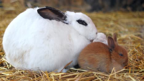 mother rabbit and baby rabbit