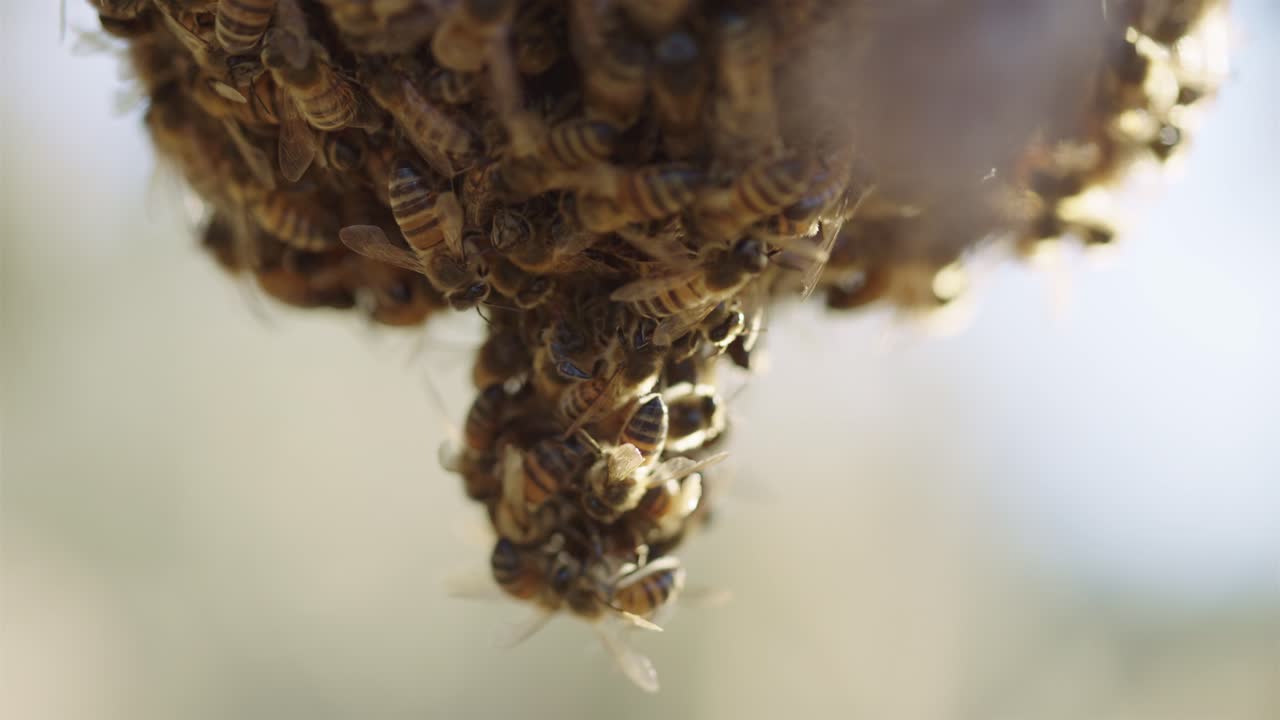모여 있는 꿀벌 떼가 서로 매달려 있다 - 느린 모 매크로 샷