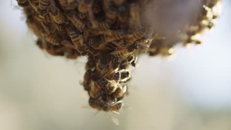 Swarm-of-clustered-honey-bees-hang-from-one-another--slow-mo-macro-shot