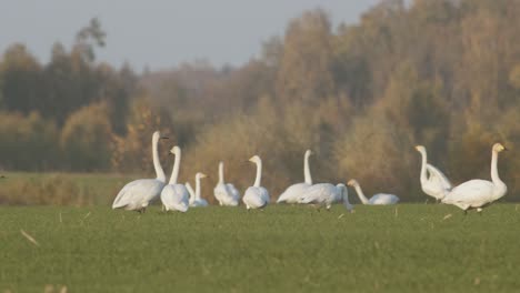 Eine-Herde-Von-Singschwänen,-Die-In-Der-Goldenen-Stundenbeleuchtung-Der-Migrationszeit-Auf-Der-Wiese-Ruhen