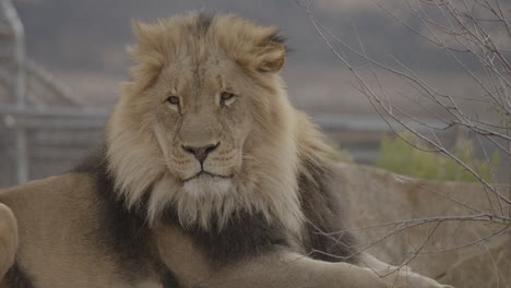 move from lion mouth to eyes extreme close up