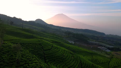 Aerial-view-of-tea-plantation