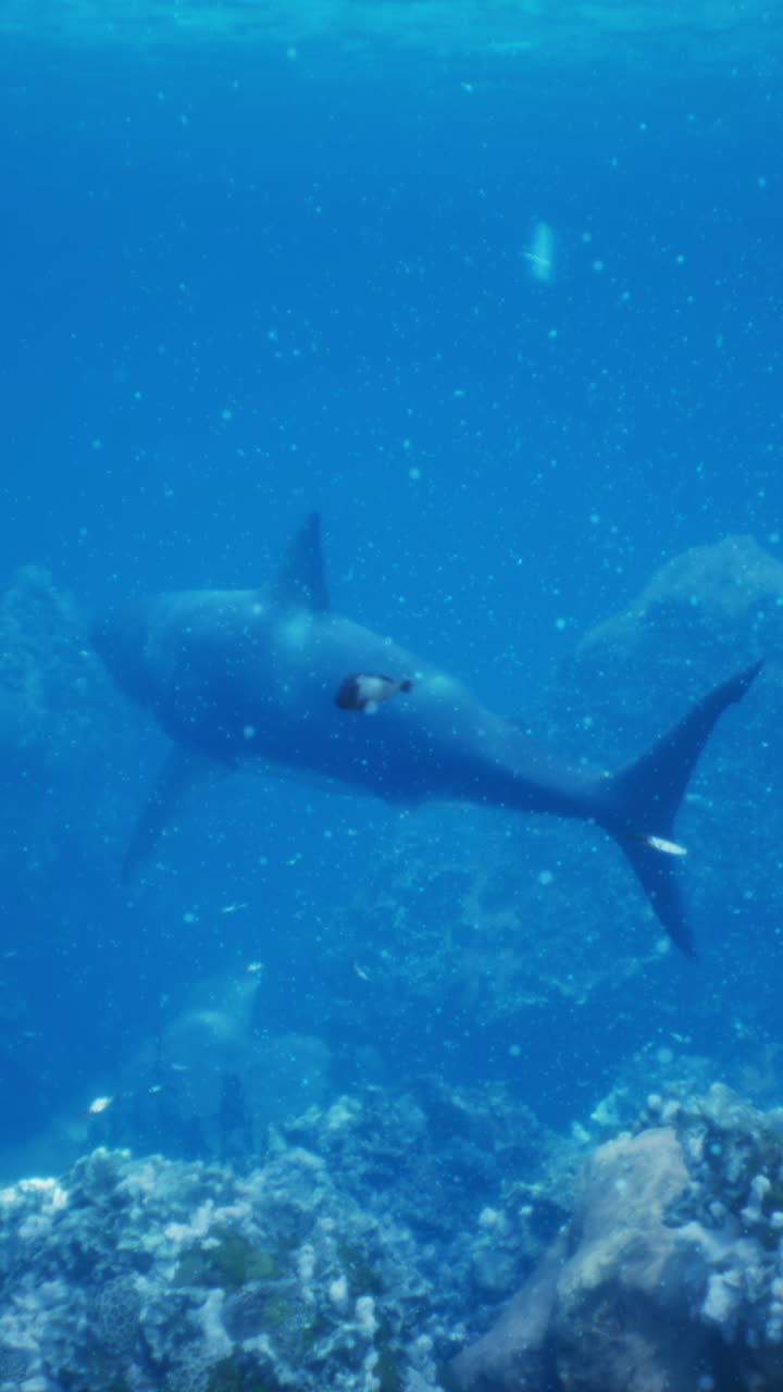 un tiburón de arrecife gris nadando sobre un arrecife de coral