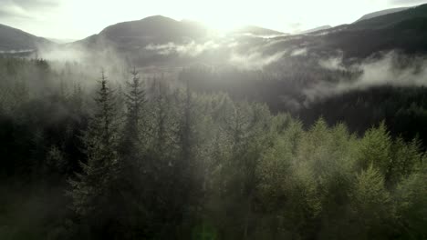 stationary drone footage of low hanging cloud slowly moving through the tops of conifer trees in a forest as the sun sets behind mountains