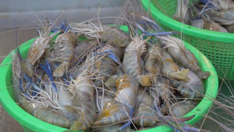 live-river-prawns-in-bucket