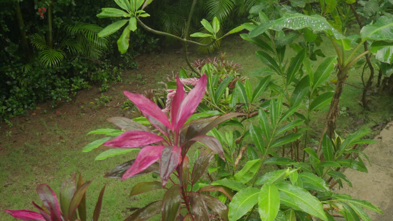 planta de dracaena mahatma y gotas de lluvia en el jardín tropical