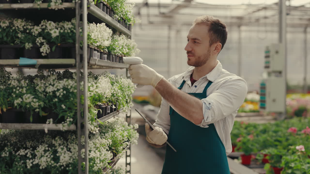 Gardener sprays white flowers on shelves in a commercial greenhouse