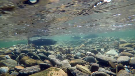 Fish-swimming-under-mountain-river-4k