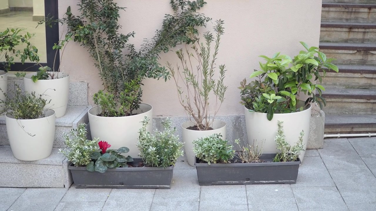 Green Potted Plants and a Red Cyclamen Flower by a Building Wall