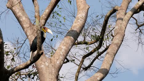 partly hidden behind a branch of a tree, a male wreathed hornbill rhyticeros undulatus is waiting for its mate in a forest in thailand.