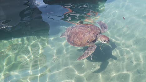 sea turtle rescue on a beach