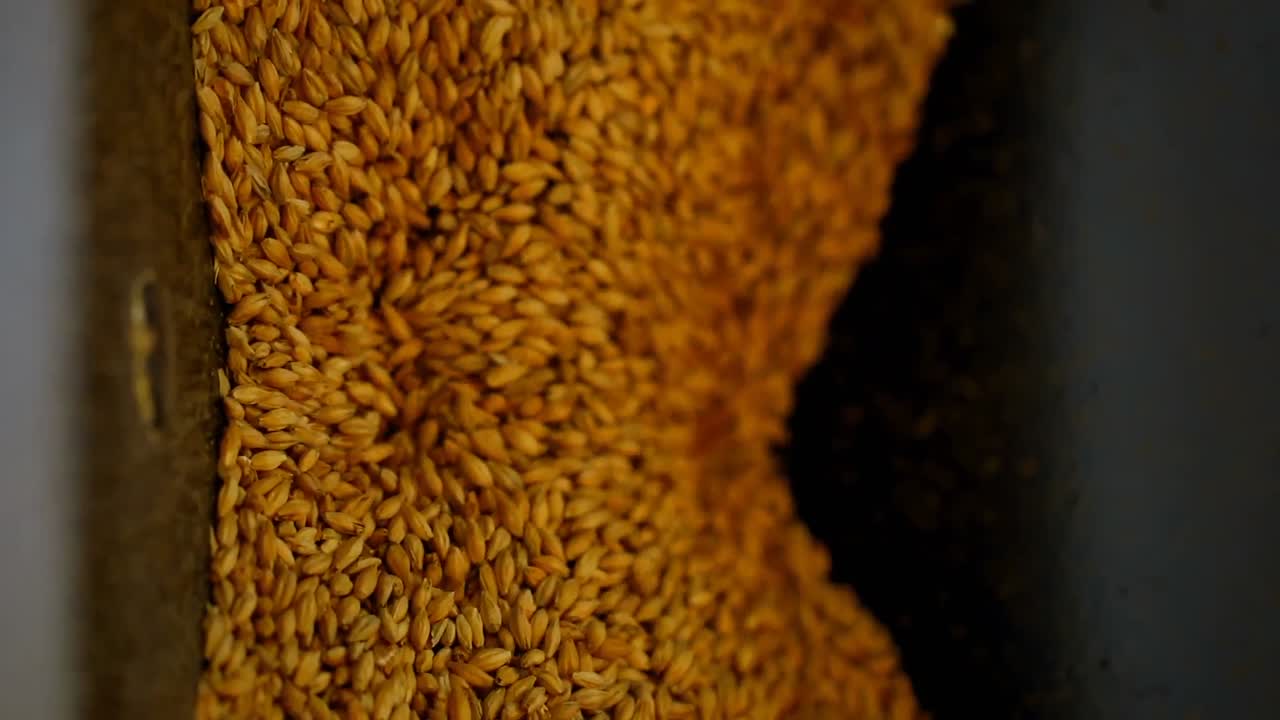 grano de trigo en la máquina trituradora de trigo 4k