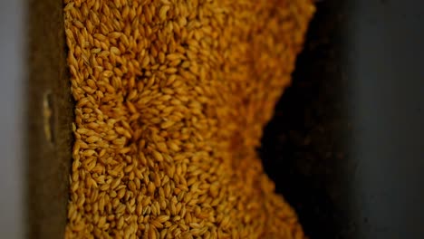 Wheat-grain-in-wheat-crusher-machine-4k