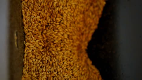 wheat grain in wheat crusher machine 4k