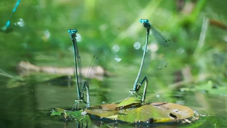 close up of dragonfly pairs of blue damselfly laying eggs on pond water in green wild vegetation sitting on a leaf on water reflection