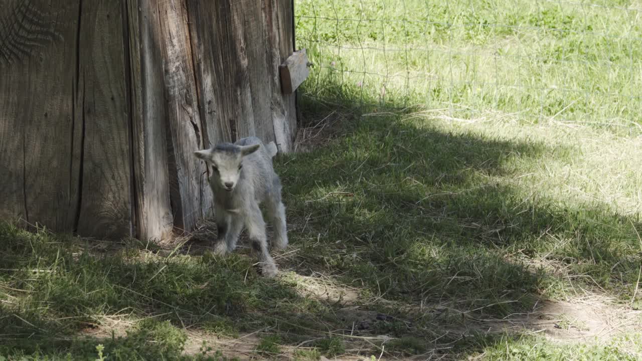 las cabras están jugando.