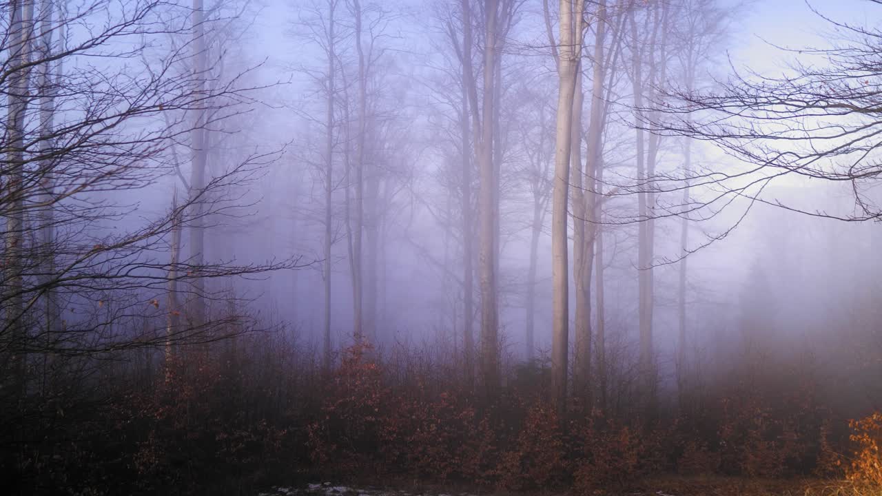 bosque caducifolio durante el otoño cubierto de niebla