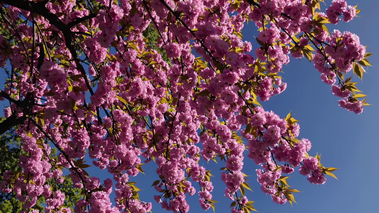 Low-angle video captures vibrant pink cherry blossoms against a clear blue sky