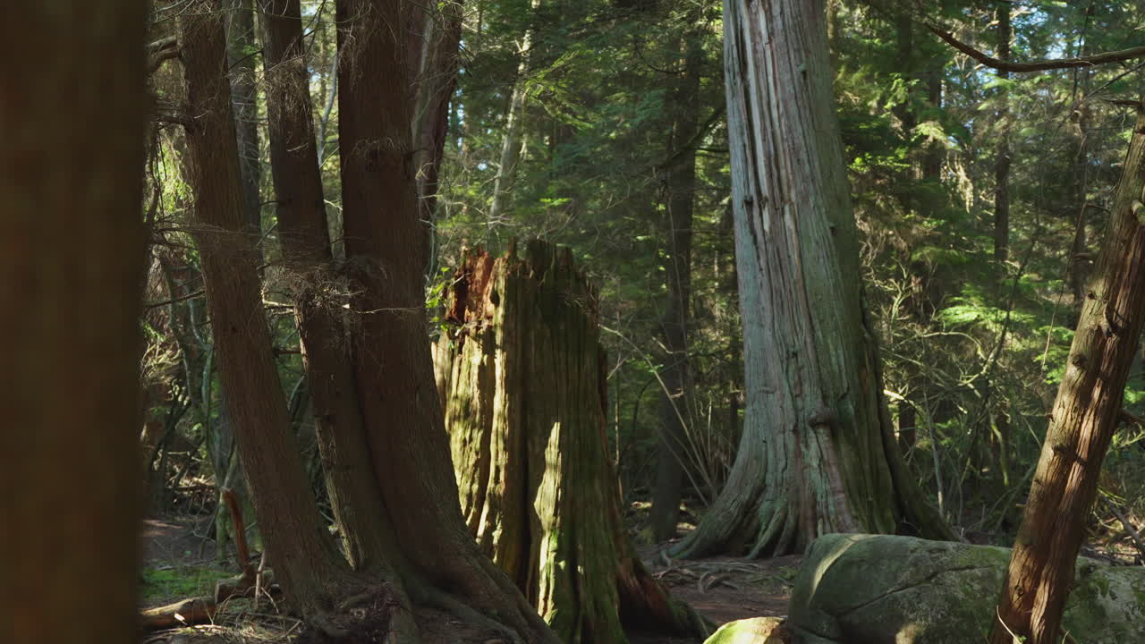 revelación de una escena de bosque místico con rayos de sol