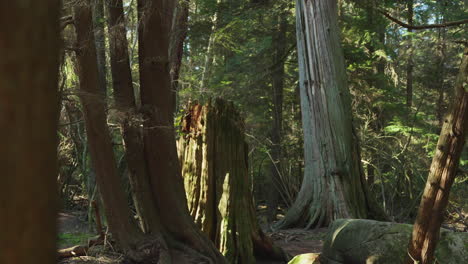 revelación de una escena de bosque místico con rayos de sol
