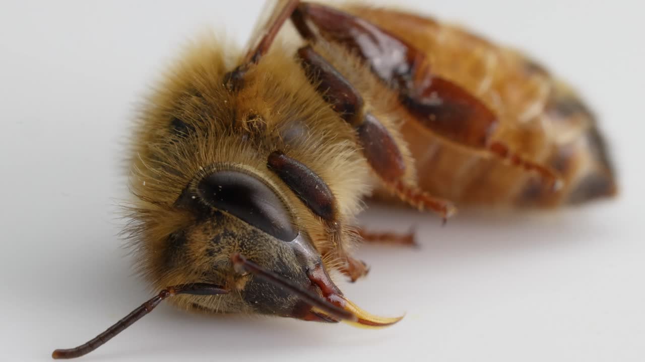 Macro video of a honeybee in its final moments, captured in a studio setting with soft lighting