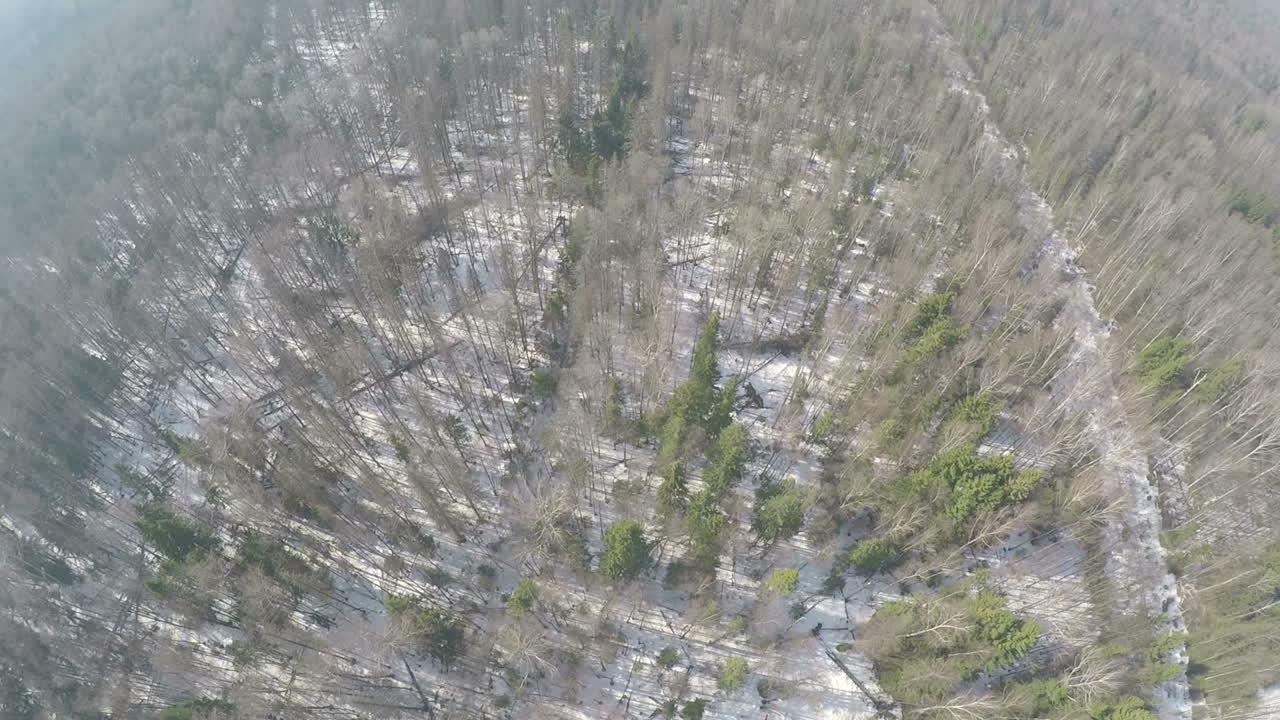 bosque mixto con abedules y coníferas en invierno vista aérea
