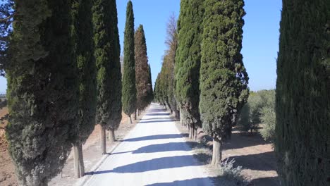 great aerial top view flight tuscany cypress alley road mediteran italy fall 23