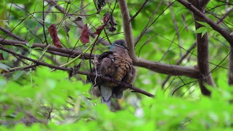 Diese-Kurzschnabelige-Braune-Taube-Mit-Ihren-Jungen-Vögeln-Ist-Ein-Endemischer-Vogel,-Der-Auf-Den-Philippinen-Und-Besonders-In-Mindanao-Vorkommt,-Wo-Er-Als-Weit-Verbreitet-Gilt