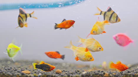 Bunte-Fische-Schwimmen-Und-Spielen-In-Einem-Aquarium