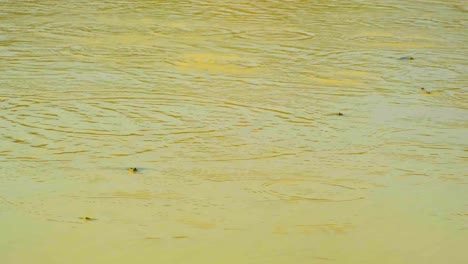 frogs in muddy water - wide shot