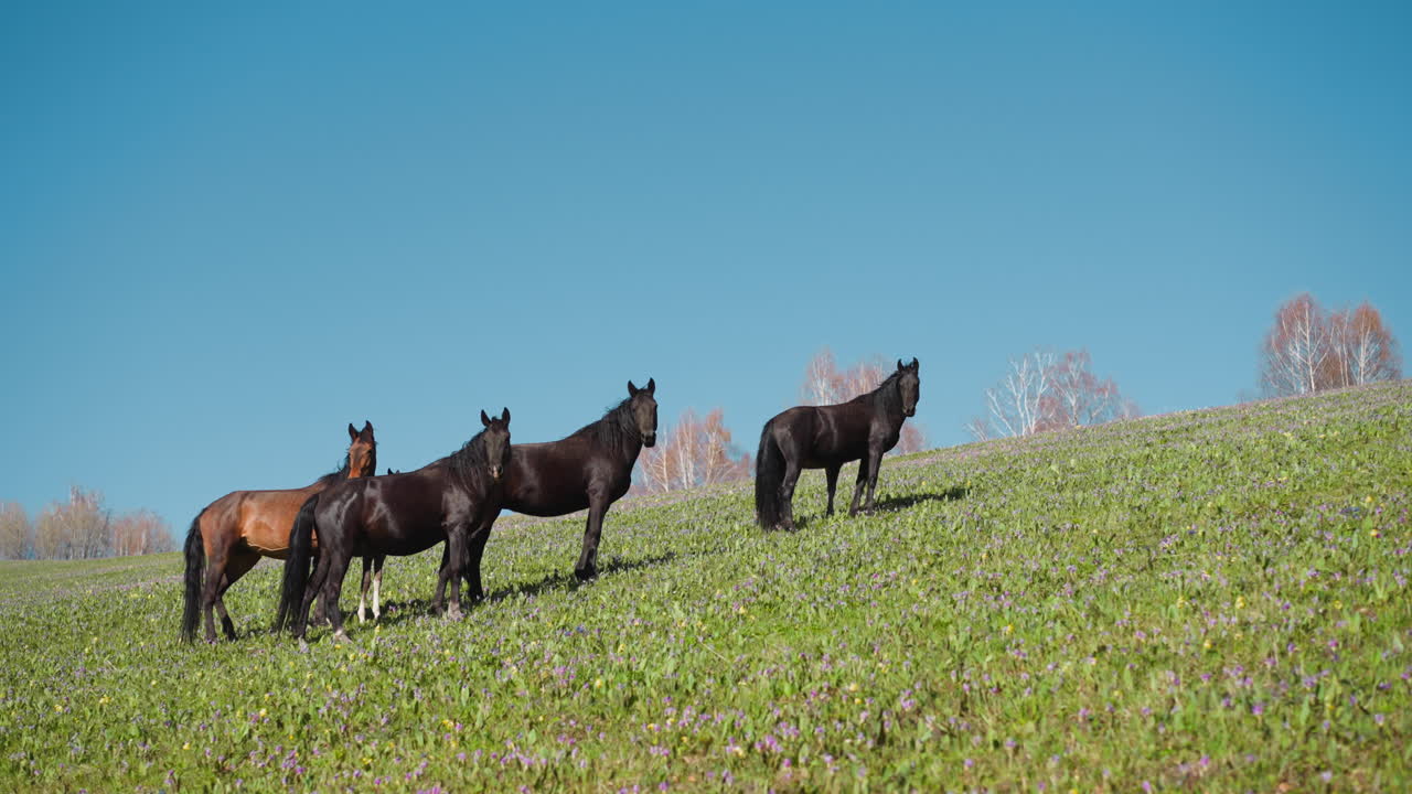 pequeño rebaño de caballos oscuros y marrones en un pasto de hierba montañosa