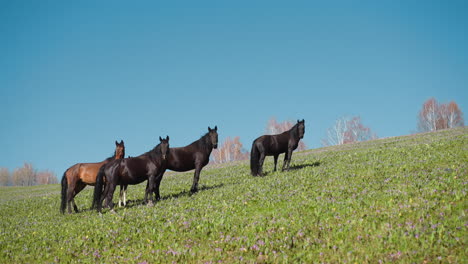 small herd of dark and brown horses on hilly grassy pasture