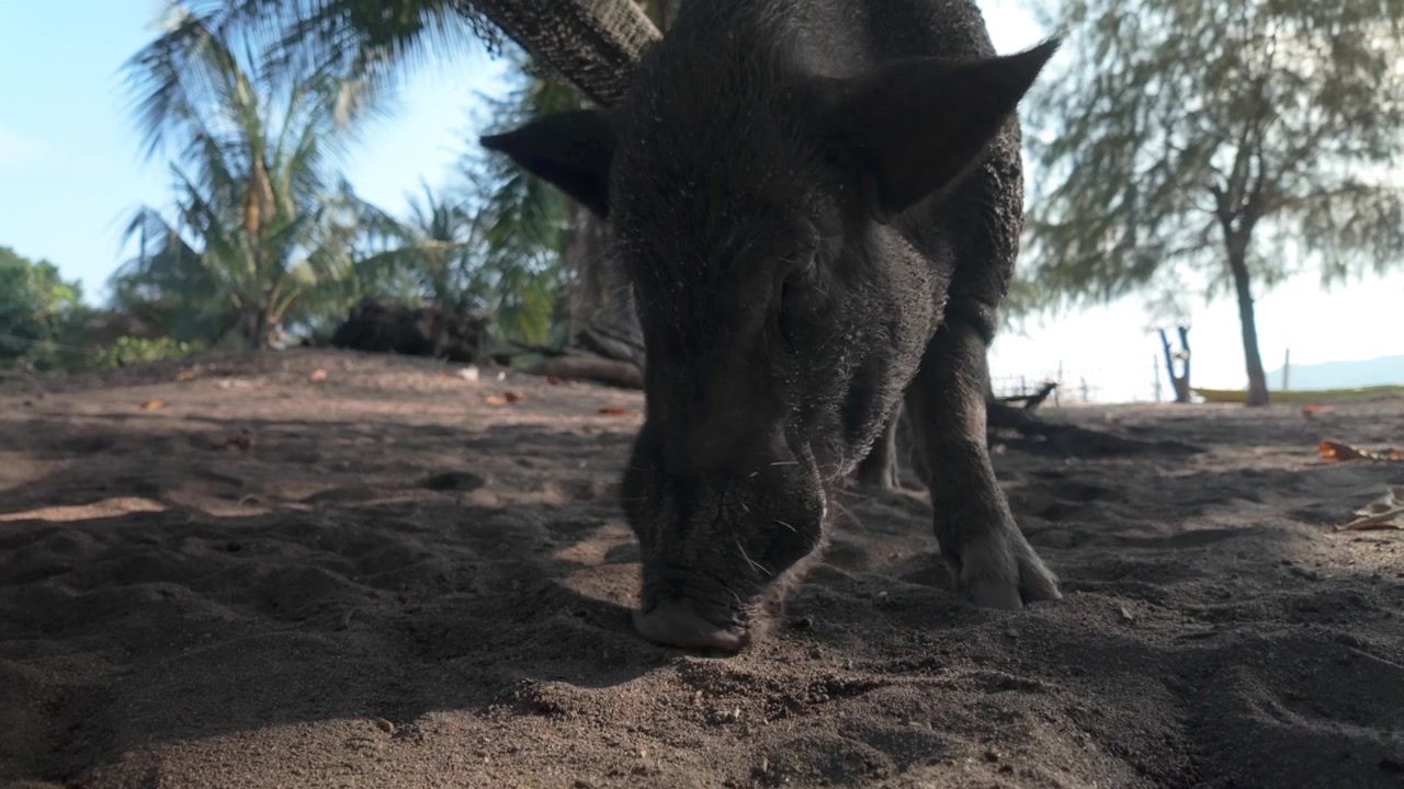 Maiale thailandese in cerca di crocchette da mangiare sull'isola di Koh Samui.