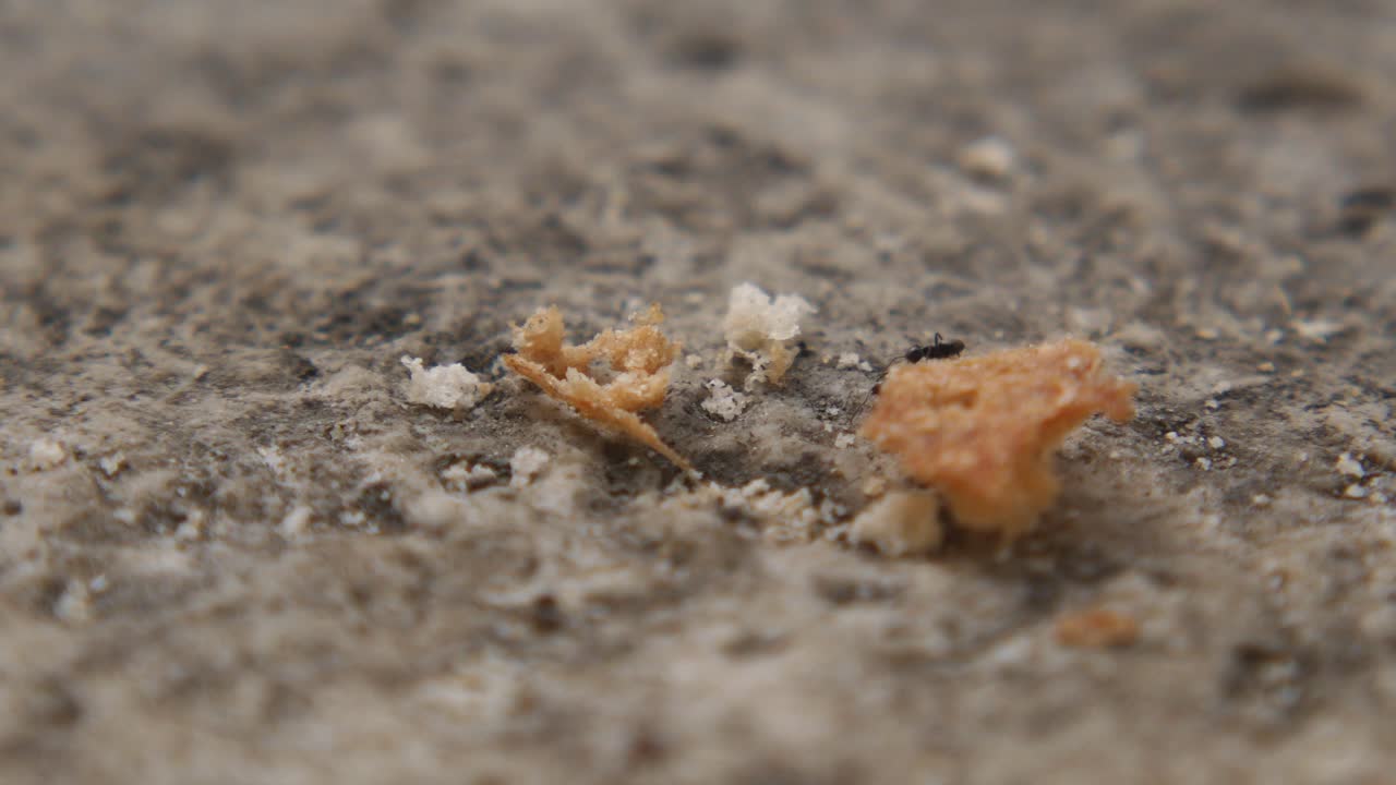 Crumbs and Ants on the Ground