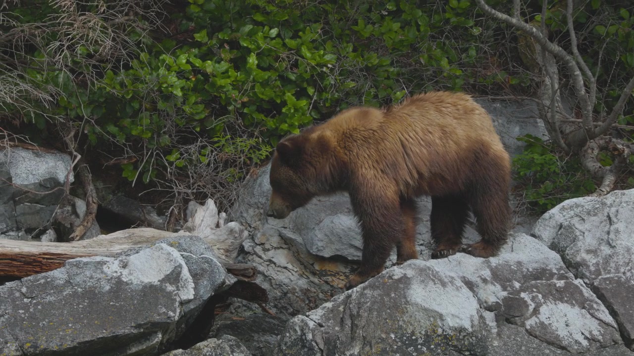 En autentisk bild av en brun grizzlybjörn som navigerar i stenig terräng längs en strandlinje. Filmiskt vildmarksmaterial lämpligt för hållbarhets- och naturdokumentärer.