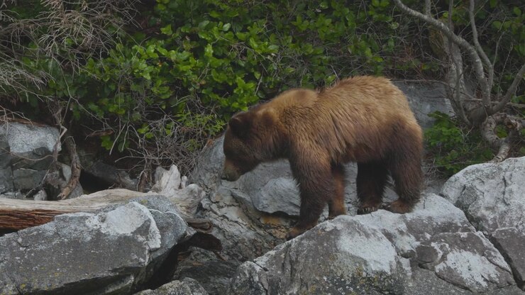 An authentic shot of a brown grizzly bear navigating rocky terrain along a shoreline. Cinematic wildlife footage suitable for sustainability and nature documentaries.