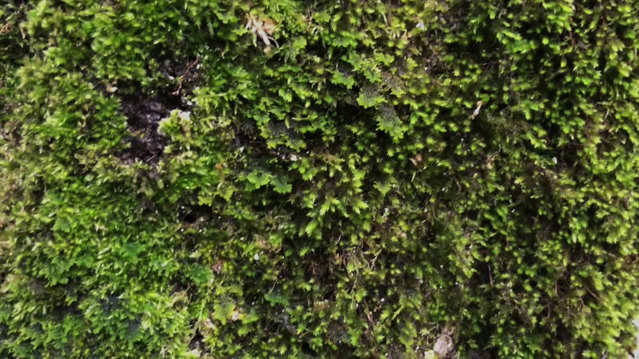 cultivo de musgo verde fresco